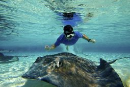 Stingray Bio Bay Night Snorkel - 11